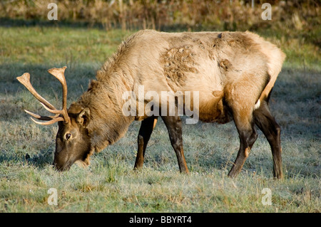 Wapitis sauvages dans le site cataloochee valley, parc national des Great Smoky Mountains, North Carolina Banque D'Images