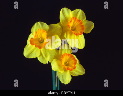 Trois jonquilles jaune, still life flore floral botanique naturel nature plante plantes fleurs découper artistique magie créative Banque D'Images