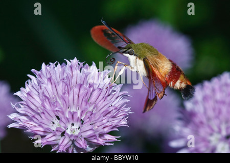 Sésie du colibri (Hemaris thysbe) Banque D'Images