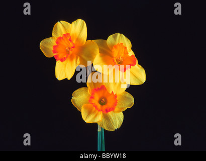 Beau trio, jonquilles la jonquille flore floral botanique naturel nature plante plantes fleurs découper still life art Banque D'Images