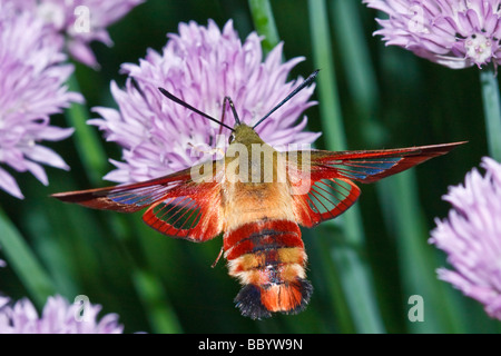 Sésie du colibri (Hemaris thysbe) Banque D'Images