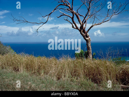 Dead tree against a blue sky Banque D'Images