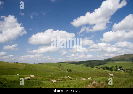 Les moutons, près du village de peak Derbyshire Dales de forêt en arrière-plan Banque D'Images