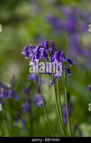 Bluebells au printemps. Banque D'Images