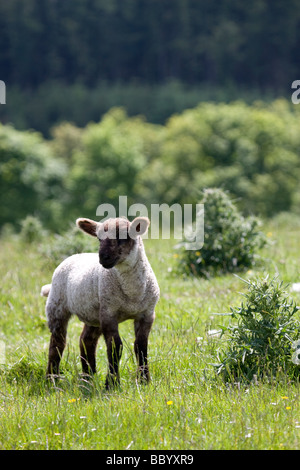 Agneau solitaire, près de Macclesfield Forrest Banque D'Images