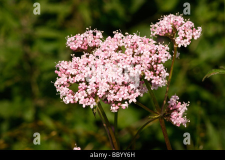 Valériane Valeriana officinalis Valérianacées commun UK Banque D'Images