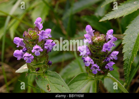 Auto-guérir Prunella vulgaris Lamiaceae UK Banque D'Images