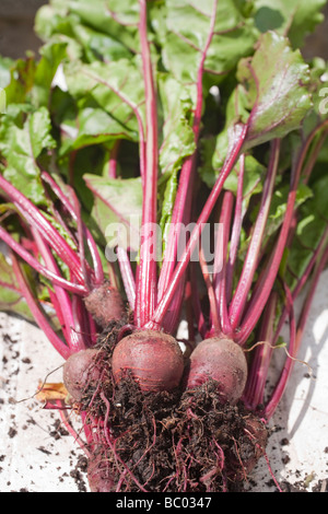 Marché biologique fraîchement tiré baby beetroots Banque D'Images