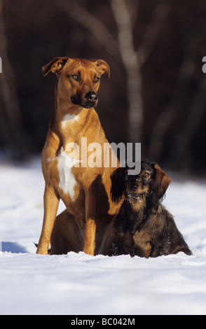 Le Rhodesian Ridgeback (Canis lupus familiaris) et teckel à poil sitting in snow Banque D'Images