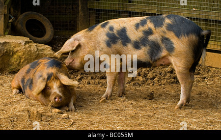 L'Oxford Sandy et cochon noir, ou "Plum-pudding ou Oxford Forest Pig" est l'une des plus anciennes races porcines britannique Banque D'Images