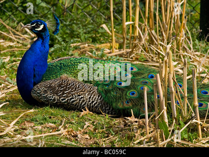 Pavo cristatus, paons indiens est un résident éleveur dans le sous-continent indien. Le paon est l'oiseau national de l'Inde. Banque D'Images