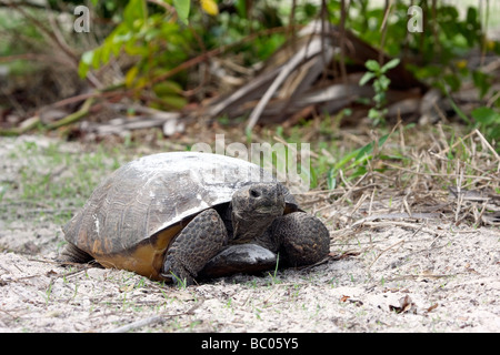 Tortue de Gopher Banque D'Images