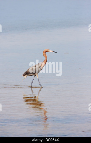 Aigrette morph foncé rougeâtre Banque D'Images