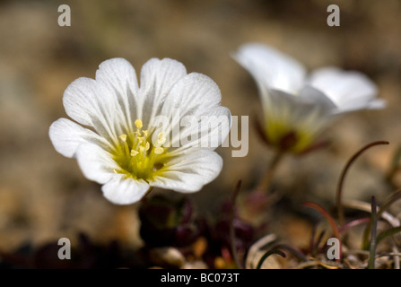 Edmonstons negrescens La stellaire cerastium également connu sous le nom de l'oreille de souris shetland de plus en plus vif sur l'île de Unst Ecosse hamar Banque D'Images