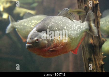 Le Piranha à ventre rouge, Pygocentrus nattereri, sud-américaine des poissons d'eau douce. Banque D'Images