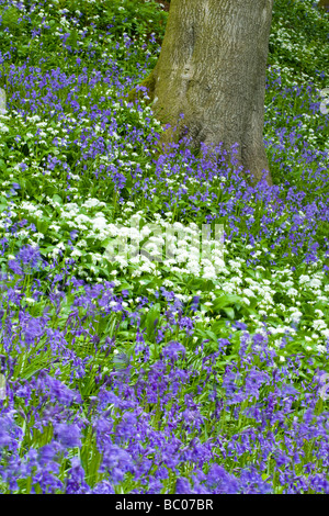 Northumberland England Banques Allen jacinthes et indigènes au sein de l'ail sauvage Ramsons Banques Allen Banque D'Images