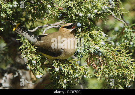 Jaseur boréal Bombycilla cedrorum adulte qui les baies de genévrier tree NP Yellowstone Wyoming Septembre 2005 Banque D'Images