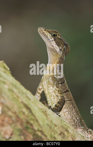 Basilic commun Basiliscus basiliscus Lézard Jésus Christ femme Parc National Manuel Antonio Costa Rica Côte Pacifique Centrale Banque D'Images