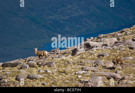 Red Deer sur Ben Eighe, regardant vers le bas à Loch Clair Banque D'Images