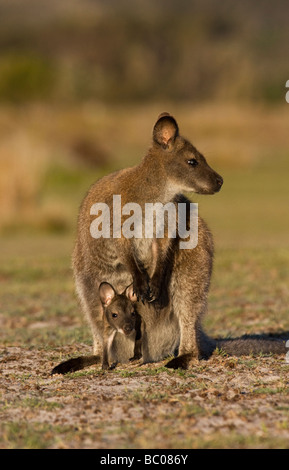 Bennetts femelle Wallaby (Macropus rufogriseus) avec Joey. Banque D'Images