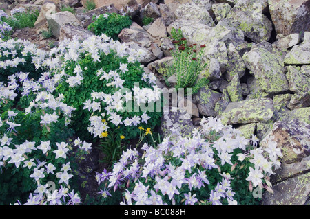 Fleurs sauvages entre les blocs de roche ancolie bleue Ancolie Aquilegia coerulea Ledge Colorado Stonecrop Ouray montagnes San Juan Banque D'Images