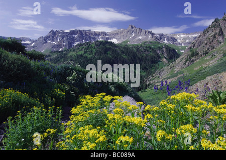 Montagnes et fleurs sauvages dans Yankee Boy Basin Tall-Loveroot Séneçon Arrowleaf Ouray San Juan Mountains Montagnes Rocheuses Banque D'Images