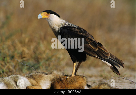 Caracara huppé Caracara plancus balades adultes Starr County Vallée du Rio Grande au Texas USA Mai 2002 Banque D'Images