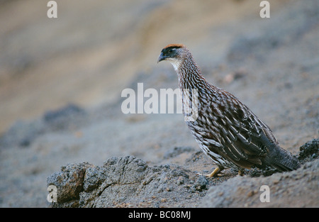 Francolin Francolinus erckelii s Erckell Waimea Canyon Kauai Hawaii USA Août 1997 Banque D'Images