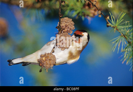 Chardonneret élégant Carduelis carduelis adulte commandant sur des cônes de mélèze d'Europe Larix decidua Unteraegeri Suisse Banque D'Images