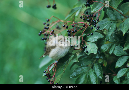Fauvette des jardins Sylvia borin sur adultes sureau Sambucus nigra Oberaegeri commune Suisse Septembre 1998 Banque D'Images