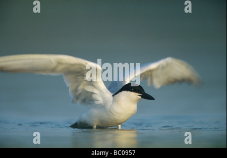 Bec Sterne pierregarin Sterna nilotica Gull echelle adultes Soudeur Wildlife Refuge Sinton Texas USA Juin 2005 Banque D'Images