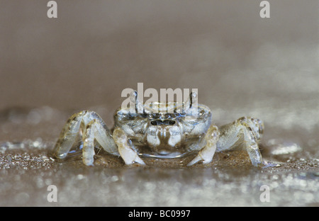 Le crabe fantôme Ocypode sp hot Rio Grande Valley Texas USA Juin 2004 Banque D'Images