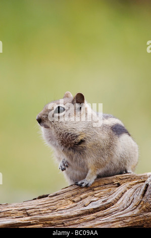 Golden Spermophilus lateralis adulte sur se connecter avec les aliments stockés dans leurs abajoues Rocky Mountain NP USA Banque D'Images