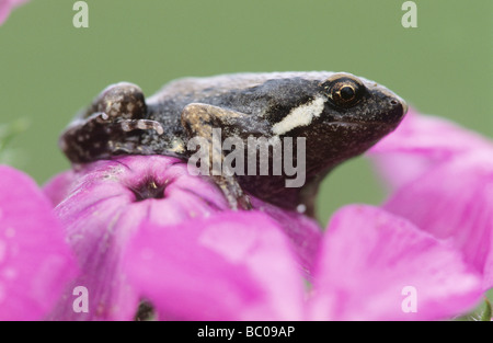 Narrowmouth Great Plains Toad Gastrophryne olivacea sur adultes fait phlox Willacy County Rio Grande Valley Texas USA Banque D'Images