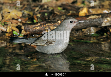 Gray Catbird Dumetella carolinensis echelle adultes à High Island Texas USA Avril 2001 Banque D'Images