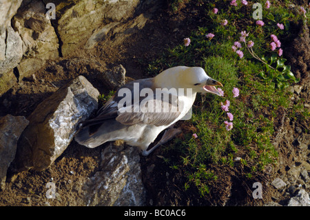 Pétrel Fulmar (Fulmarus glacialis) Deer Park Pembrokeshire Wales UK Europe Banque D'Images