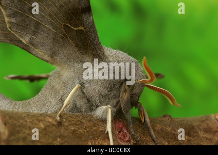 Hawk moth peuplier Laothoe populi - Banque D'Images