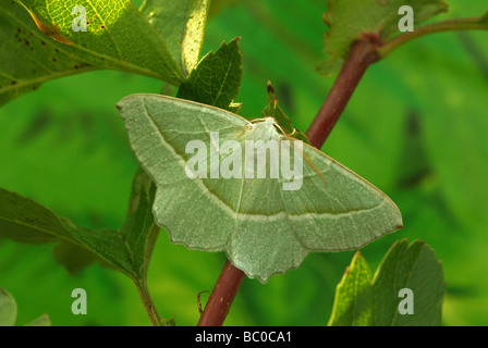 Papillon de lumière - Campaea margaritata émeraude Banque D'Images