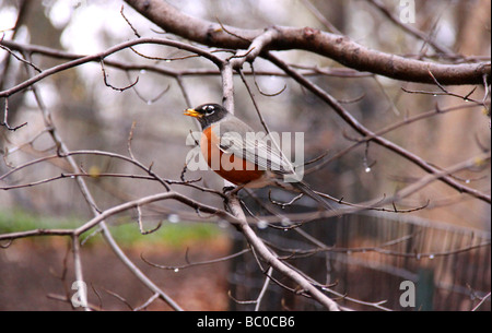 Robin comme un oiseau sur une branche dans la pluie, Central Park, New York City Banque D'Images