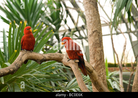 Zoo de Woburn Lorikeet rouge Banque D'Images