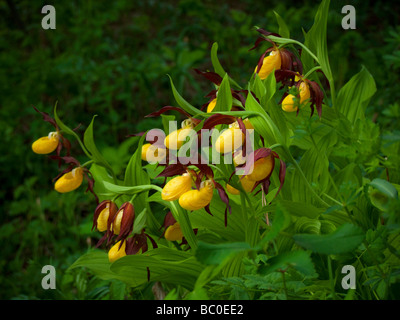 Cypripedium calceolus Dame , Chaussons , alias Lady's Slipper ,-de-passereau , Ladyslipper Banque D'Images