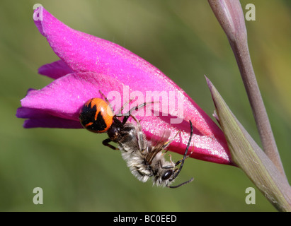 Araignée Crabe, Synema globosum avec Bee proie, Estrémadure, Espagne Banque D'Images