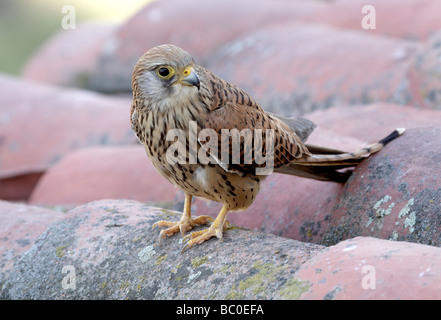 Le Faucon crécerellette Falco naumanni, toit. L'Estrémadure, Espagne Banque D'Images