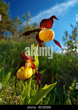 Cypripedium calceolus Dame , Chaussons , alias Lady's Slipper ,-de-passereau , Ladyslipper Banque D'Images