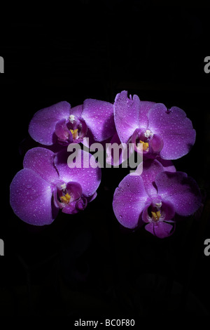 Orchidées pourpres Banque D'Images