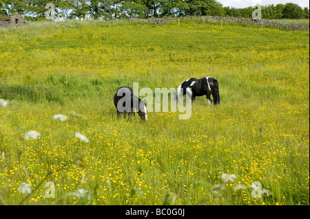 Les chevaux au pâturage dans domaine de la renoncule or UK Angleterre Banque D'Images