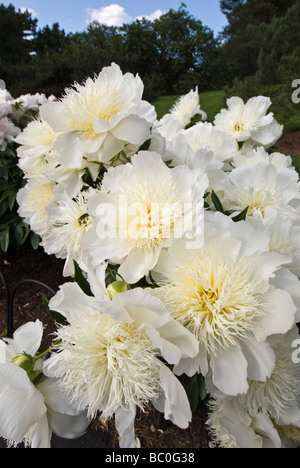 Paeonia lactiflora - Rêve de la Mariée Banque D'Images