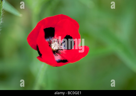 Papaver commutatum Pavot Coccinelle - Banque D'Images