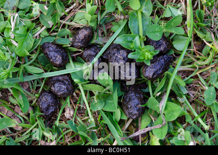 Les crottes de lapin Oryctolagus cuniculus Banque D'Images