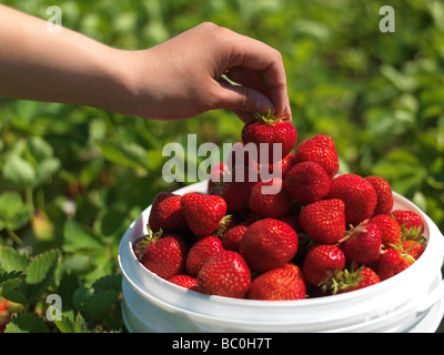 Woman picking sur une ferme de fraises Banque D'Images